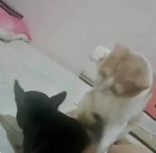 😼 cat, dog, animals, pets, kitten, puppy, domestic animals whatsapp sticker