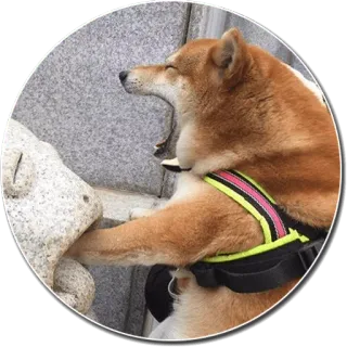 😱 chien, shiba inu, bâillement, animal, animal de compagnie, animal domestique, harnais pour chien whatsapp sticker