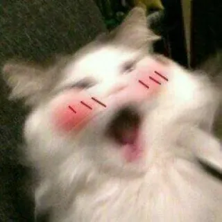 🍬 cat, cute, blush, animal, meme whatsapp sticker