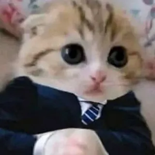 👀 cat, kitten, suit, tie, animal, formal wear telegram sticker