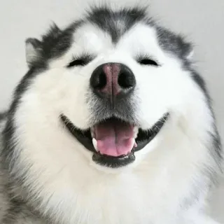 🐾 Hund, Husky, Malamute, Haustier, Tier, lächelnd, glücklich whatsapp sticker