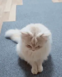 🧡 кот, домашнее животное, животное, котенок, милый, домашнее животное whatsapp sticker