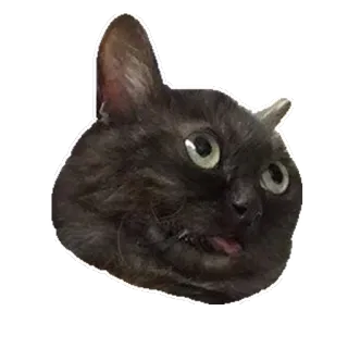 😦 cat, animal, pet, funny, meme, black cat telegram sticker