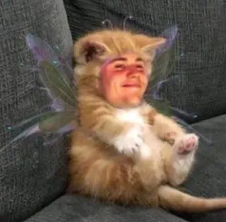 🥺 猫, 妖精, ミーム, 面白い, ハイブリッド, 動物, ペット telegram sticker