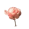 🌹