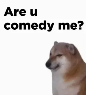 🔥 Are u comedy me? 강아지, 밈, 웃긴, 유머, 도지 telegram sticker