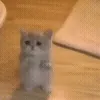 🐱