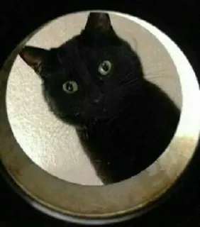 👀 gatto, gatto nero, animale domestico, animale, occhi, che guarda telegram sticker