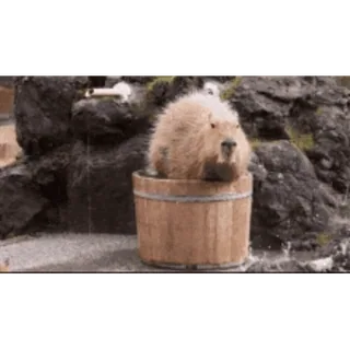 🚿 capybara, animal, bain, rongeur, mignon whatsapp sticker