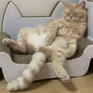 🦄 gato, animal, mascota, durmiendo, relajado, perezoso, gato doméstico telegram sticker