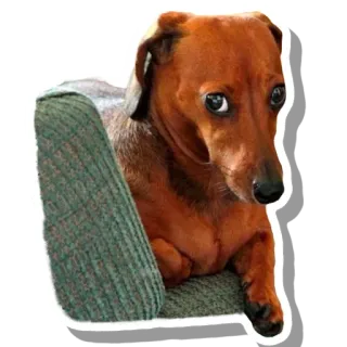 😔 dog, animal, dachshund, cute, pet whatsapp sticker