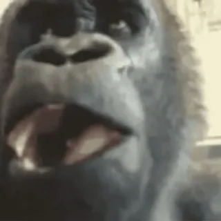 😱 Gorila, Animal, Macaco, Primata, Mamífero whatsapp sticker