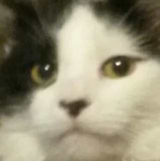 🐱 chat, animal, domestique, mammifère, félin, chat telegram sticker