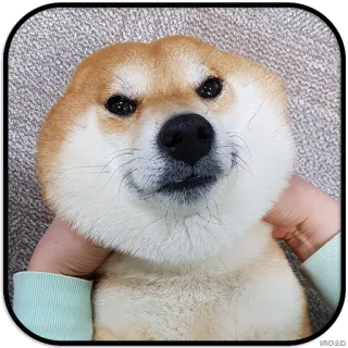 🙂 dog, shiba inu, pet, animal, cute telegram sticker