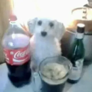 🍱 chien, boisson, coca-cola, alcool, verre, bouteille telegram sticker
