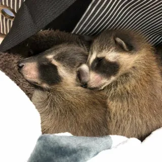 🥰 еноты, спящий, милый, животные, дикая природа, млекопитающие telegram sticker