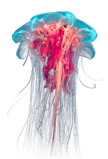 🔥 meduza, morze, ocean, życie morskie, podwodny, zwierzę, wodny telegram sticker