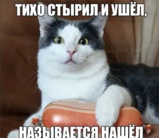 💬 тихо стырил и ушёл, называется нашёл кот, колбаса, мем, смешной, животное telegram sticker
