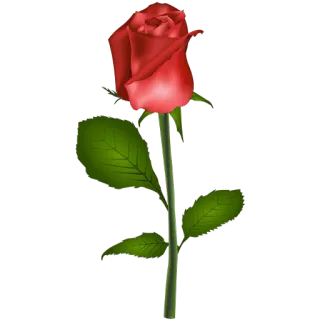 🌹 роза, цветок, красный, любовь, романтика, природа, растение telegram sticker
