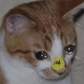 😭 104 kucing, stiker, sedih, hewan, hewan peliharaan telegram sticker