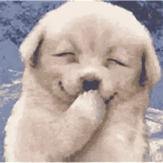 🐶 강아지, 개, 귀여운, 웃는, 동물, 사랑스러운 whatsapp sticker