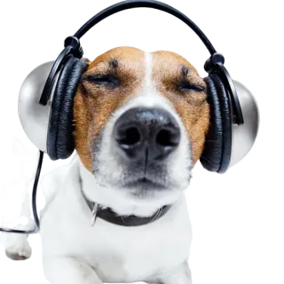 🎧 собака, наушники, музыка, животное, милый, питомец telegram sticker