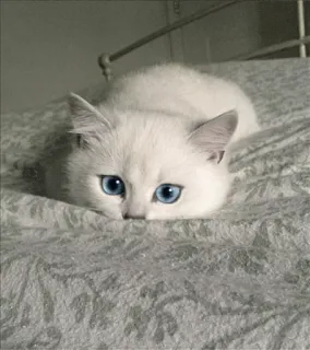 🌝 gato, gato branco, olhos azuis, animal, fofo, animal de estimação, gatinho whatsapp sticker