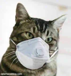 😷 catsmeowblog.com cat, mask, covid, protection, animal, pet, safety telegram sticker