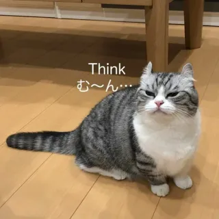 🤔 Think む〜ん… cat, thinking, cute, animal, pet whatsapp sticker