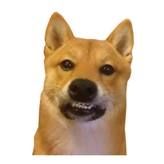 😬 собака, сиба ину, животное, мем, смешной, питомец telegram sticker