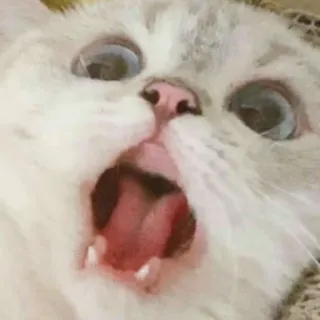 🍬 cat, scream, animal, meme, funny whatsapp sticker