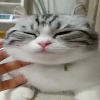 🤚 cat, pet, animal, domestic, cute whatsapp sticker