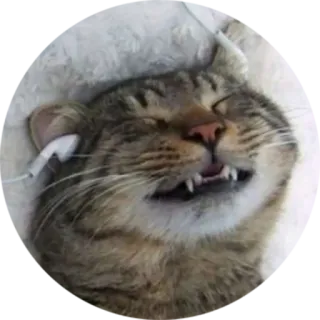 🎧 cat, animal, pet, headphones, sleeping, funny telegram sticker