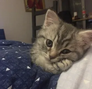 🤔 gato, gatinho, fofo, animal, animal de estimação, gato doméstico telegram sticker