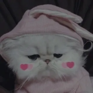 💗 kat, konijn, schattig, kawaii, dier, huisdier, roze, schattig telegram sticker
