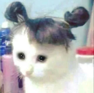 😔 gato, animal, animal de estimação, engraçado whatsapp sticker