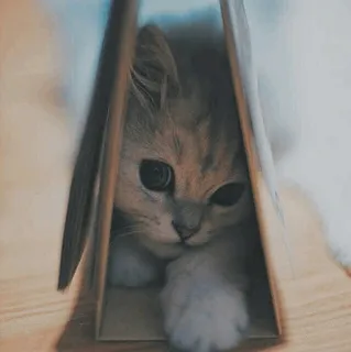 🐱 kot, kociak, słodki, zwierzę, zwierzak, pudełko, śmieszne, zabawny telegram sticker