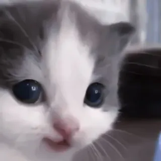 🐈 kociak, kot, słodki, zwierzę, zwierzę domowe, zwierzę domowe telegram sticker