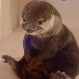 😑 loutre, animal, mignon, mammifère, faune sauvage, loutre de mer telegram sticker