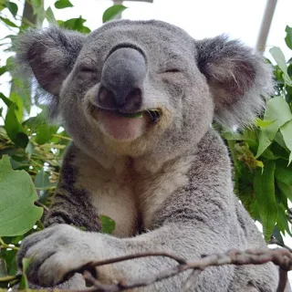 🐨 koala, animal, marsupial, wildlife, cute, nature telegram sticker