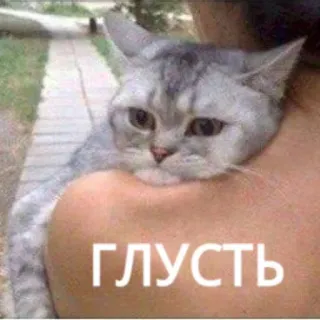 😞 ГЛУСТЬ gatto, triste, russo, testo, animale, meme whatsapp sticker