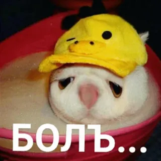 😒 Боль... 고양이, 오리, 슬픈, 목욕, 고통, 귀여운, 동물, 스티커 telegram sticker