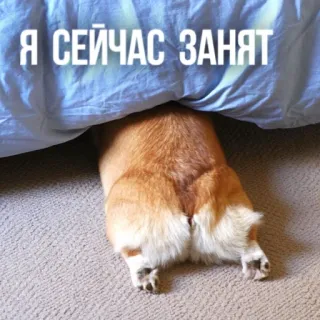 ⏳ Я СЕЙЧАС ЗАНЯТ หมา, คอร์กี้, ตลก, ยุ่ง, ใต้เตียง telegram sticker