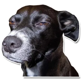 😑 chien, animal, animal de compagnie, noir, blanc telegram sticker