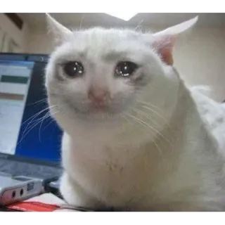 😒 cat, sad, crying, meme, animal whatsapp sticker