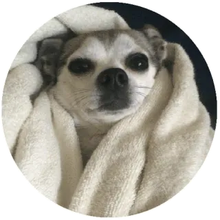 🙂 perro, toalla, lindo, animal, mascota telegram sticker