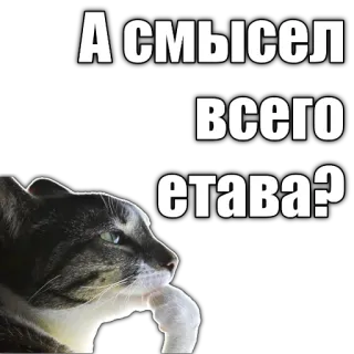 🤔 А смысл всего етава? cat, thinking, question, russian, meme telegram sticker