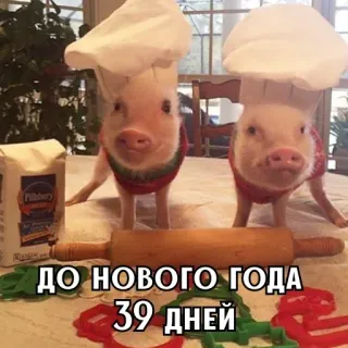 🎄 ДО НОВОГО ГОДА 39 ДНЕЙ cochons, pâtisserie, chefs, nouvel an, compte à rebours, mignon, animaux whatsapp sticker