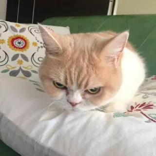 🤬 gatto, arrabbiato, animale domestico, animale, felino telegram sticker