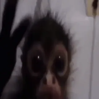 😲 singe, animal, primate, yeux, mignon whatsapp sticker